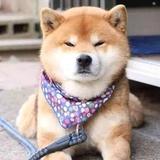 车马奔腾头像
