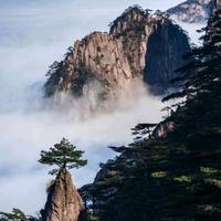 深海游鱼607头像