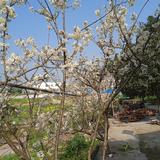 王芳9366头像