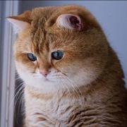 不吃鱼的喵星人153的个人资料头像