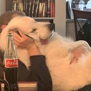 飞天猪380的个人资料头像