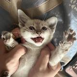 昂里鱼头像