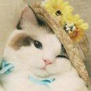 密蒙的个人资料头像