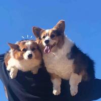 香蕉小小桶头像