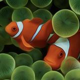 222年蓄势待发头像