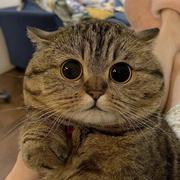 Frankzmwang的个人资料头像