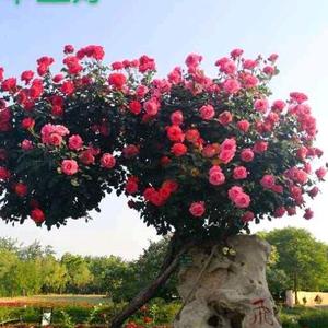 教途花径头像