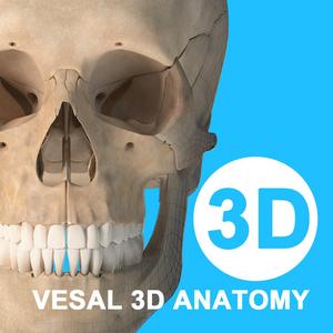 维萨里3D解剖头像