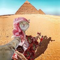 拿来吧你黄先生头像