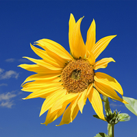 极客贝里汽车头像