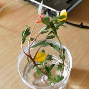 雪中悍刀行之徐的个人资料头像