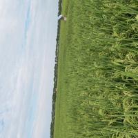 泛白船帆AQ头像