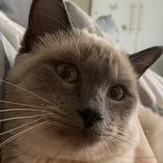 胖大行星的个人资料头像