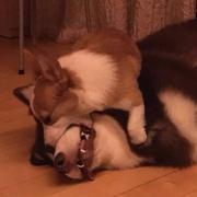 永燃的瞳术师933的个人资料头像