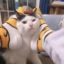 mansyZhan的个人资料头像