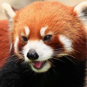 优美山雀o1cRq头像