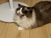 橘子haha的个人资料头像