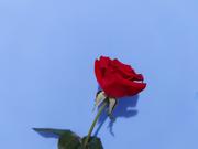 DY猿的个人资料头像