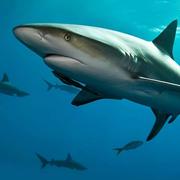 Xuanyu的个人资料头像