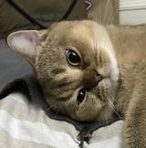 江宁蓑笠翁头像