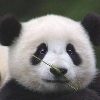 君子如玉903头像