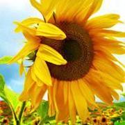 无声情话的个人资料头像