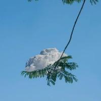 天水花牛苹果种植户头像