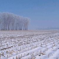 长白山上长白雪头像