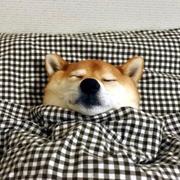 hakuya的个人资料头像