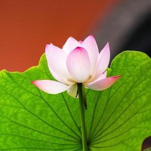 枯叶蝶梦之夜头像