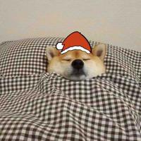 装睡得柯基头像