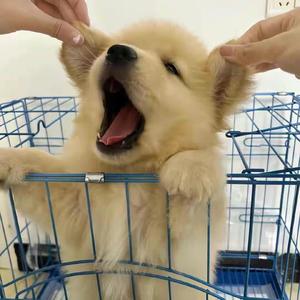 预见申城头像