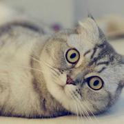 嗜血暴君的个人资料头像