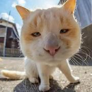 cscsyiku123的个人资料头像