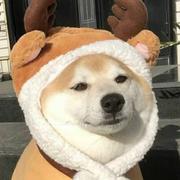 小張的个人资料头像