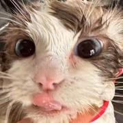 riceballs的个人资料头像