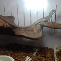 巨人安汶头像