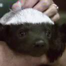 阿冕的个人资料头像