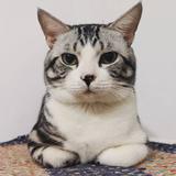 猫弟290头像