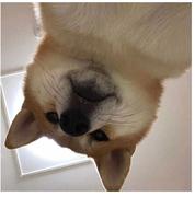 codewu的个人资料头像