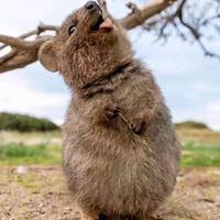 哈哈哈哈哈871头像