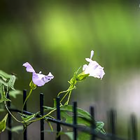 爬犁上的牵牛花头像