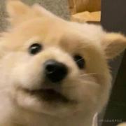 请教我React的个人资料头像