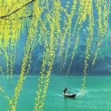 春风向你来头像