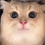 不会运球的个人资料头像
