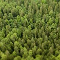 森林的涛声头像