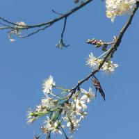 安逸梦想家fT头像