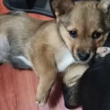 anbbh马小样头像