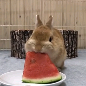 猎奇兔子吃瓜头像
