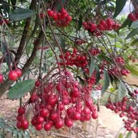 笑看人生8627491141100头像